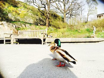 Bird perching on tree trunk