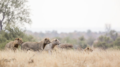 Sheep in a field