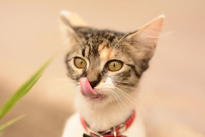 Close-up portrait of a cat