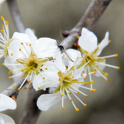 Close-up of insect on white flower