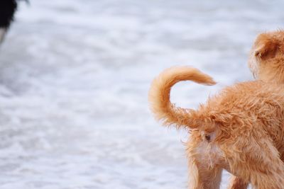 Close-up of a dog against the sea