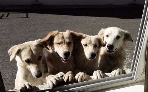 Close-up portrait of dogs