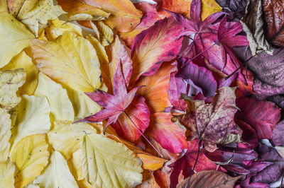 Full frame shot of dry maple leaves