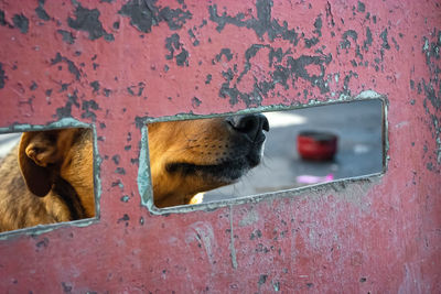 View of two cats on wall