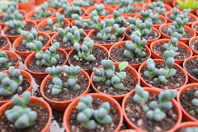 Full frame shot of potted plants