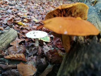 Close-up of mushroom