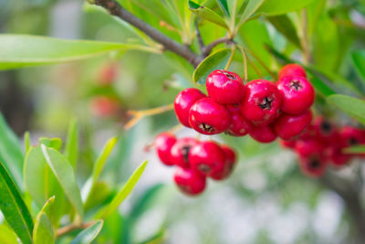 Close-up of berries growing on tree