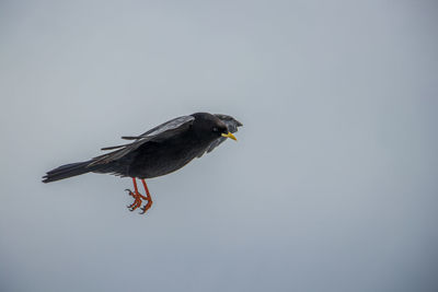 Low angle view of eagle flying in sky