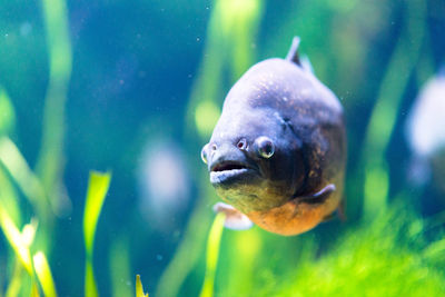 Close-up of fish swimming in aquarium