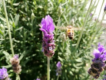 Close-up of insect on purple flowering plant