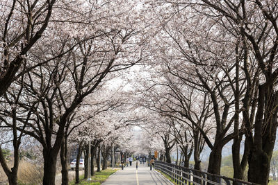 View of cherry blossoms street in spring