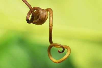 Close-up of rusty metal