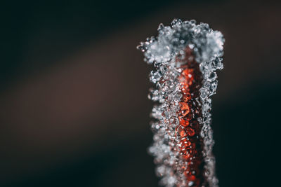 Close-up of icicles against black background