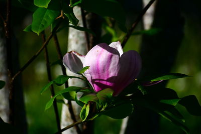 Close-up of pink flowering plant