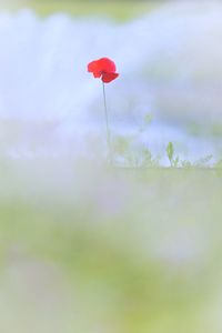 Close-up of red poppy flower