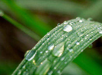 Close-up of wet plant leaves