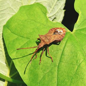 Close-up of insect on leaves