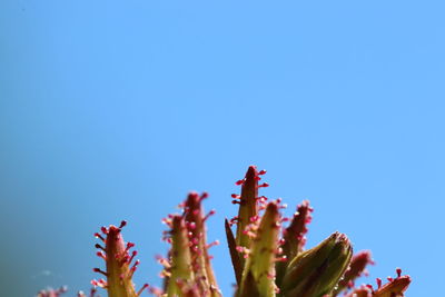 Low angle view of flowering plant against clear blue sky
