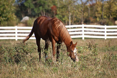 Horse grazing in field