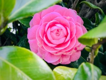 Close-up of pink rose