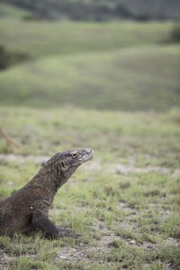 Komodo dragon on grassy field