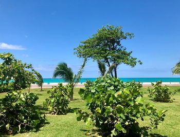 Plants by sea against sky