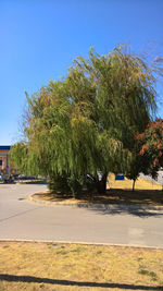 Trees on roadside