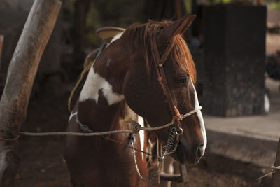 Close-up of horse