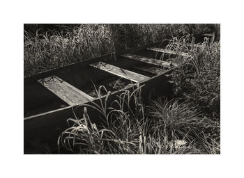 Plants growing on wood