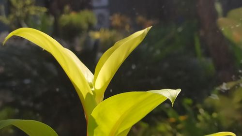 Close-up of yellow flowering plant