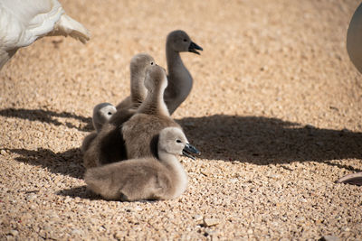 View of birds on land