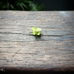 High angle view of small plant on wooden table