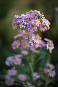 Close-up of purple flowering plant