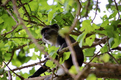 Colobus monkey baby