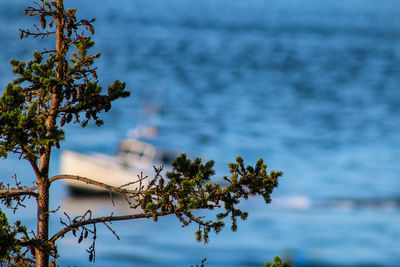 Close-up of plant against sea