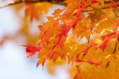 Close-up of autumnal leaves