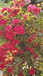 Close-up of red flowers growing on tree