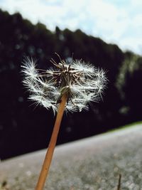 Close-up of dandelion against sky