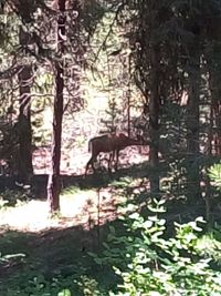 Horse in forest