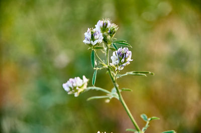 Close-up of white flowering plant