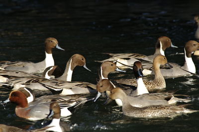 Ducks swimming in lake