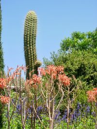 Red cactus flower growing on field against clear sky