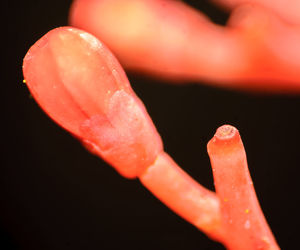 Close-up of red object over black background