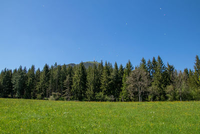 Trees on field against clear blue sky