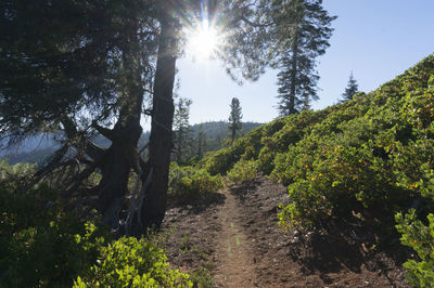 Trees growing in forest against bright sun