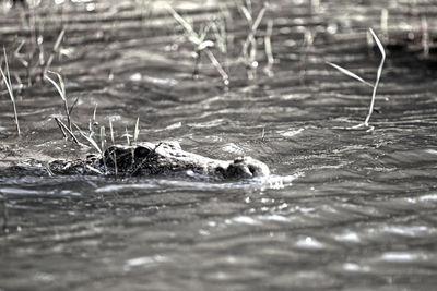 View of turtle in sea