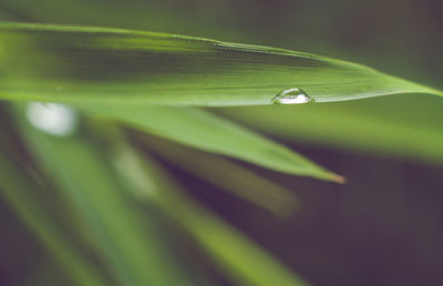 Close-up of raindrops on green leaves