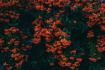 High angle view of flowering plants