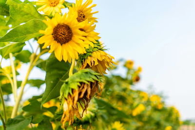 Close-up of yellow flowering plant against sky