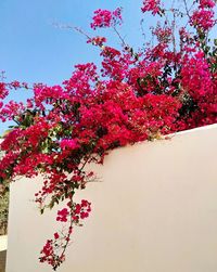 Low angle view of pink flowering tree against clear sky